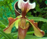 ... orchidea-nemzetsghez hasonlan nagyon vltozatosak.
