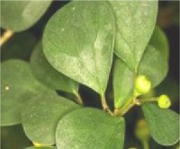 Ficus deltoidea - fagyngyfge
