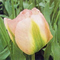 A Tulipa 'Groendland' krmszn, ibolya s halvnyzld szirm lehet.