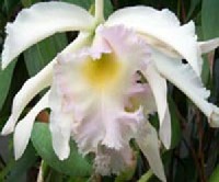 A kereskedelemben kaphat bugaskosborokat (Cattleya hibrideket) nagyon sok orchidea nemzetsg keresztezsvel lltottk el, ezrt megjelensk is nagyon eltr lehet.