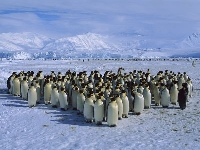 Antarktisz -Pingvin csoport