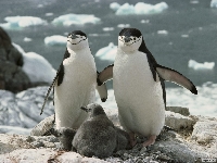 Antarktisz - Pingvinek