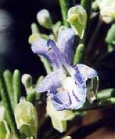 A rozmaring (Rosmarinus Officinalis) mediterrn szrmazs, az ajakosok (Laminaceae) csaldjba tartoz flcserje.