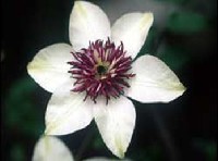 florida Sieboldii (syn florida bicolor) 