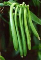 A legfinomabb fszernvny a VANLIA (Vanilla planiflora), amely egy Mexikban shonos linszer, ksz orchideafle termse. 