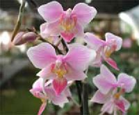 Phalaenopsis cassandra
