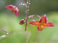 A dsznvnyknt kedvelt Epimedium - magyarul pspksveg - fajok, az rnyas kertek egyik favoritja.