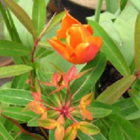 Tulipa 'Ballerina' s Euphorbia griffithii 'Fireglow' mjus