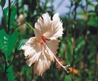 A Hibiscus mutabilis a frfiak szerelme nevet viseli. Virgai reggel fehr-rzsasznek, estre vrsre vltoznak