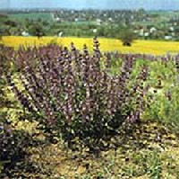 Orvosi zsja (Salvia Officinalis)