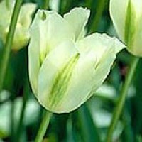 Tulipa 'Spring green'