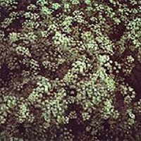 Illatos nizs (Pimpinella anisum)