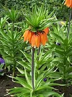 A csszrkorona (Fritillaria imperialis) a liliomflk csaldjba tartozik. 