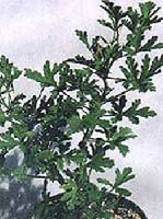 rzsaillat musktli (Pelargonium graveolens) 