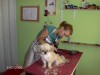 Kutyakozmetika - Vivien kutyakozmetika - Dabas