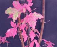 Acer griseum - sz�rke juhar