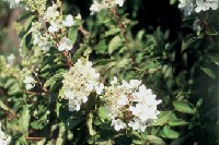 Bugs vagy tenyeres hortenzia (Hydrangea paniculata) 
