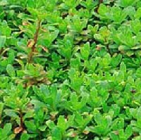 Örökzöld varjúháj - Sedum hybridum
Örökzöld, élénkzöld, húsos levelű, szőnyeget alkotó évelő. Szárazságtűrő, napos helyre, talajtakarónak, sziklakertekbe vagy sírokra, tetőkertbe ültethetjük. Magassága 5- 10 cm. Aranysárga virágai május-júniusban nyílnak. 
