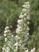 Cserjés hanga (Erica arborea)