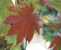 Acer japonicum - v�r�svir�g� juhar