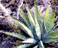 Agave gigantensis
Neve a növény származási helyére utal és nem méreteire. Mexikóban honos, a Kaliforniai-öböl vidékén, a Sierra de la Giganta hegységben. Közepes méretű, tőrózsájának átmérője kb. 1 méter. Sárga virágát 4 méter magas száron hozza. Kertészetekben viszonylag ritkán látható. Napos, félárnyékos helyet kedveli, mérsékelt öntözéssel tartsuk. Telelőhelyén ne öntözzük. 