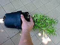 A v�s�rl�skor vizsg�ljuk meg a n�v�ny gy�k�rlabd�j�t.