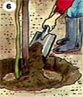 6. Temessk be a szabadon ll gykrzetet gy, hogy a kisott fels talajrteg kerljn a fa gykrzetre, mg az als rteggel fedjk a gdrt. 
