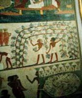 Az egyiptomi vzi kertekbl nem hinyozhatott a papirusznd sem, amely remek htteret adott.