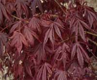 Acer palmatum - ujjas juhar