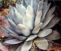 Parry agávé (Agave parryi) 
Az USA Arizona államában és Észak-Mexikóban élő faj. Levelei szürkészöldek, húsosak, vaskosak. Szép formájú, szabályos tőrózsája eléri a 120 cm átmérőt. 20 évesnél idősebb példányai hoznak virágot, a virágok sárga színűek, 3-4 méteres száron fejlődnek. Magról és sarjakról szaporíthatjuk. Laza, jó vízáteresztő talajba ültessük. 
