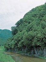 Az életfa név feltehetően örökzöld leveleire, és sokoldalú gyógyhatására utal.