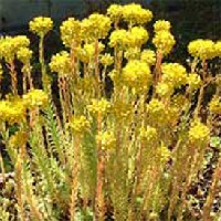 Kövi varjúháj - Sedum reflexum
Örökzöld, szürkésen hamvas levelű, szőnyeget alkotó évelő. Szárazságtűrő, napos helyre, talajtakarónak, sziklakertekbe vagy sírokra, tetőkertbe ültethetjük. Magassága 15- 20 cm. Sárga virágai július-augusztusban nyílnak. 
