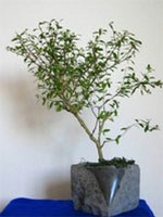 Kedvelt bonsai alany, a kezdők kedvence, hiszen természettől fogva törpe marad.