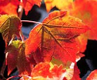 Acer rubrum - v�r�slevel� juhar