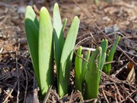 A n�v�nyek bef�lledhetnek, illetve a h�vir�g, k�s�bb pedig a n�rciszok �s tulip�nok nem tudnak kin�ni, sz�ruk megny�lik, megg�rb�l.
