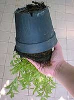 A bokrosabb n�veked�s �rdek�ben a hajt�scs�csokat is cs�pj�k ki.