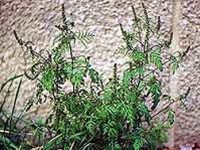 Parlagf (Ambrosia artemisiifolia) 