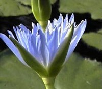 Kk ltusz (Nymphaea coerulea)