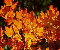 Acer saccharum - cukor juhar