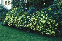 Cserjs hortenzia (Hydrangea arborescens)