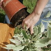 1. Bal kez�nkkel a n�v�ny t�v�t fogva ford�tsuk lefel� a cserepet, �vatosan �t�gess�k az asztal sz�l�hez, majd emelj�k le a f�ldlabd�r�l.
