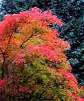 Cotinus coggygria - csersz�m�rce