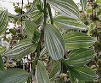 Cskos pletyka (Tradescantia albiflora)