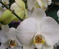 Phalaenopsisok - A virgok s a szr mrete is vltoz. Van olyan, amelyiknl a virgszr mr a fvirgzskor is elgaz.