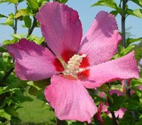 Hibiscus syriacus 'Woodbridge' 