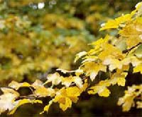 Acer campestre - mezei juhar