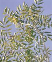 Rhus trichocarpa - borzasterm�s� sz�m�rce
