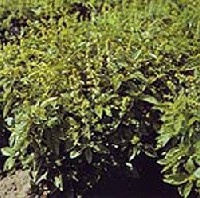 Bazsalikom (Ocimum basilicum)