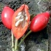 A C-vitamin a term�szetben legnagyobb mennyis�gben a csipkebogy�ban tal�lhat� meg.