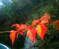 Acer capillipes - par�k�s juhar